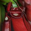 Непентес Bloody Mary (Nepenthes "Bloody Mary")