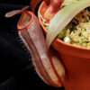 Непентес Rebecca soper (Nepenthes Rebeca soper)