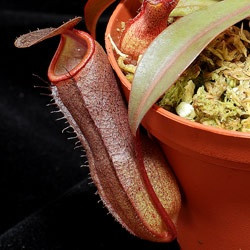 Непентес Rebecca soper (Nepenthes Rebeca soper)