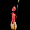 Непентес Alata (Nepenthes "Alata")