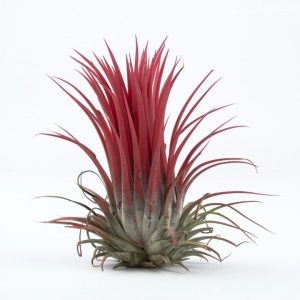 TILLANDSIA IONANTHA (Тилландсия Ионанта)