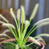 Росянка капская альба (Drosera Capensis)