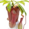 Непентес Alata (Nepenthes "Alata")
