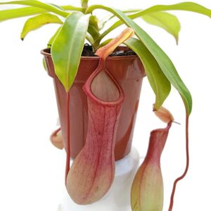 Непентес Alata (Nepenthes "Alata")