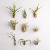 Tillandsia Fasciculata (Tилландсия Фаскикулата)