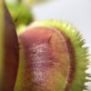 Венерина мухоловка "Dentate" - (Dionaea Muscipula "Dentate")