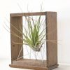 Тилландсия Меланократор  (Tillandsia Melanocrater)