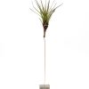 Тилландсия Меланократор  (Tillandsia Melanocrater)