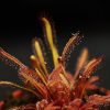 Росянка Капская Красная (Drosera Capensis Red)<span> - </span>M
