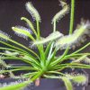 Росянка капская альба (Drosera Capensis)