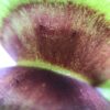 Венерина мухоловка "Dentate" - (Dionaea Muscipula "Dentate")