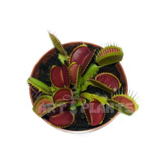 Венерина мухоловка “B52” (Dionaea muscipula “B52”)