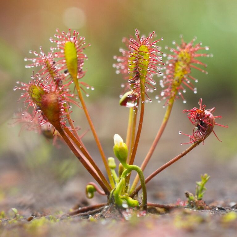 РОСЯНКА (DROSERA) - ДОГЛЯД, ОПИС І УТРИМАННЯ