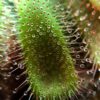 Росянка Алиса (Drosera Alicia)<span> - </span>S