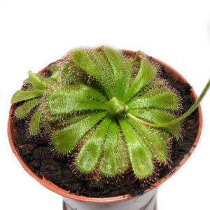 Росянка Алиса (Drosera Alicia)