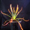 Росянка Капская Красная (Drosera Capensis Red)<span> - </span>S