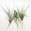 Tillandsia Fasciculata (Tилландсия Фаскикулата)