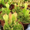 Гелиамфора минорм (Heliamphora minor)