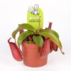 Непентес Bloody Mary (Nepenthes "Bloody Mary")