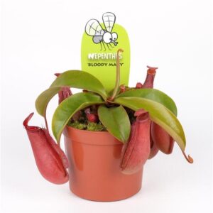 Непентес Bloody Mary (Nepenthes "Bloody Mary")