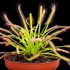 Росянка Капская Красная (Drosera Capensis Red)<span> - </span>L