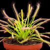 Росянка Капская Красная (Drosera Capensis Red)