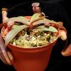 Непентес Rebecca soper (Nepenthes Rebeca soper)