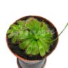 Росянка Алиса (Drosera Alicia)