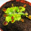 Венерина мухоловка  "Cupped Trap"  ( Dionaea muscipula "Cupped Trap")