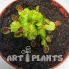 Венерина мухоловка  "Cupped Trap"  ( Dionaea muscipula "Cupped Trap")