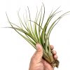 Тилландсия Меланократор  (Tillandsia Melanocrater)