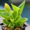 Гелиамфора минорм (Heliamphora minor)