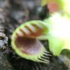 Венерина мухоловка  "Cupped Trap"  ( Dionaea muscipula "Cupped Trap")