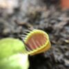 Венерина мухоловка  "Cupped Trap"  ( Dionaea muscipula "Cupped Trap")