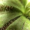 Росянка Алиса (Drosera Alicia)<span> - </span>S
