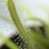 Росянка Капская Красная (Drosera Capensis Red)<span> - </span>S