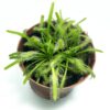 Росянка капская альба (Drosera Capensis)<span> - </span>M