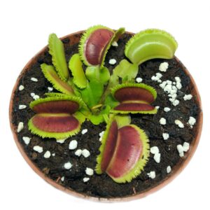 Венерина мухоловка "Dentate" - (Dionaea Muscipula "Dentate")