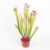 Сарацения Лейкофила (Sarracenia Leucophylla)