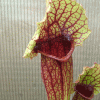 Саррацения Мичиллиана (Sarracenia mitchelliana)