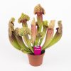 Саррацения Мичиллиана (Sarracenia mitchelliana)