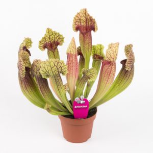 Саррацения Мичиллиана (Sarracenia mitchelliana)