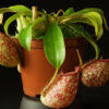 Непентес Хукериана (Nepenthes Hookeriana)