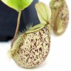 Непентес Хукериана (Nepenthes Hookeriana)