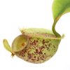 Непентес Хукериана (Nepenthes Hookeriana)
