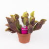 Саррацения пурпурная гибрид (Sarracenia purpurea hybride)
