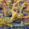 Саррацения пурпурная гибрид (Sarracenia purpurea hybride)