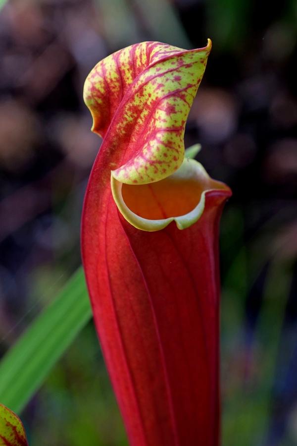САРРАЦЕНИЯ (SARRACENIA) - ДОГЛЯД, ОПИС І УТРИМАННЯ