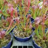 Сарацения Лейкофила (Sarracenia Leucophylla)