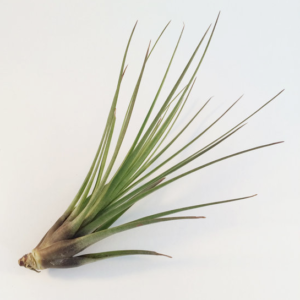 Тилландсия Меланократор  (Tillandsia Melanocrater)